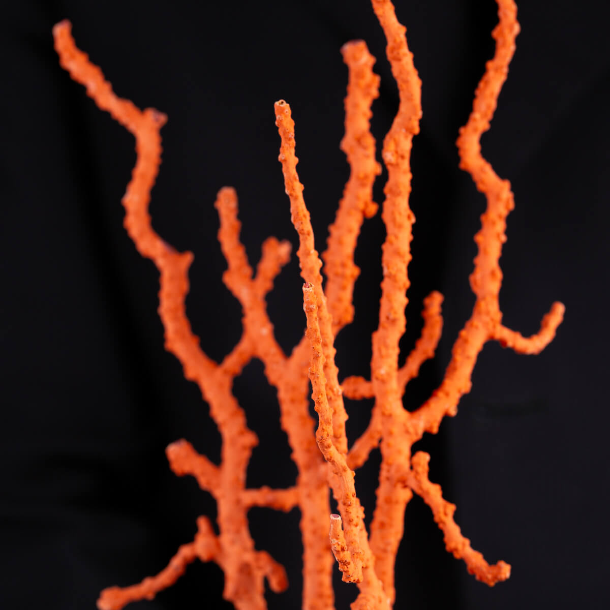 Spettacolare ramo di coralllo rosso.